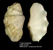 Tridacna maxima (13)